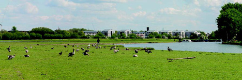 Above -  current view view of the blocks from Port Meadow