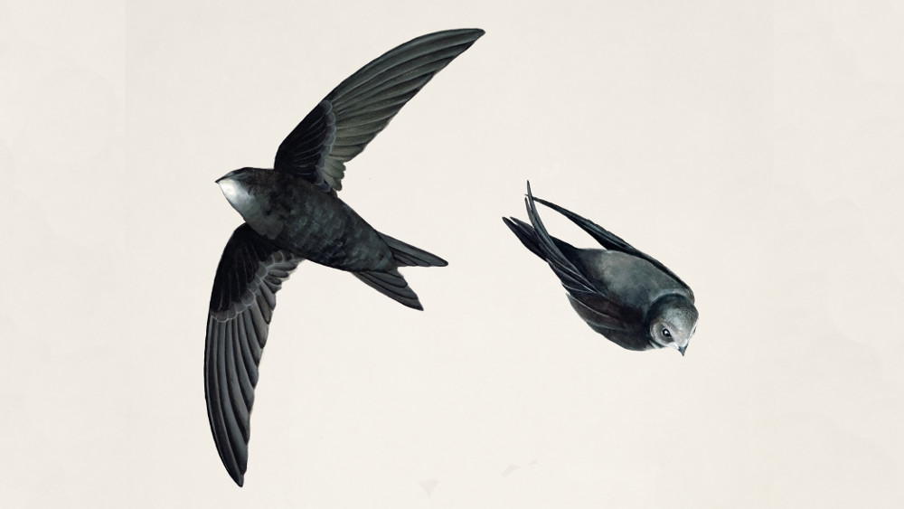 This will be a swift AGM